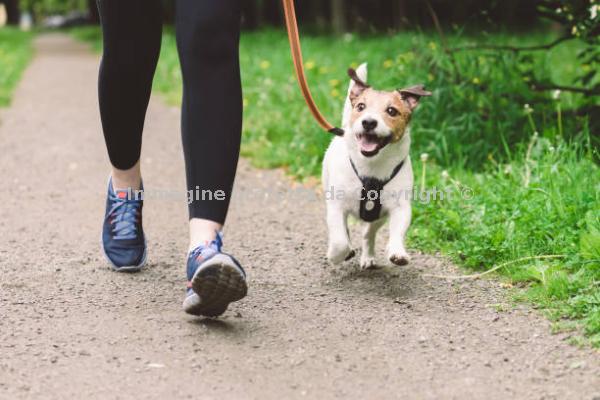 Dogsitter & Cat Service