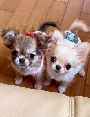 cucciolo di chihuahua Chiwawa