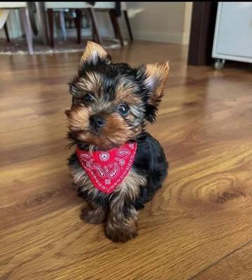 VENDO Animali e Accessori a Marcallo con Casone – foto 1