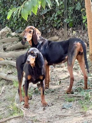 VENDO Cani a Brescia – foto 1