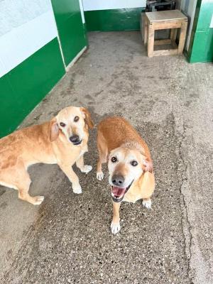 VENDO Cani a Brescia – foto 1