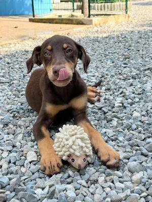 VENDO Cani a Brescia – foto 1