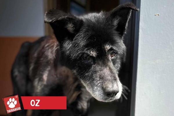 VENDO Cani a Mariano Comense – foto 1