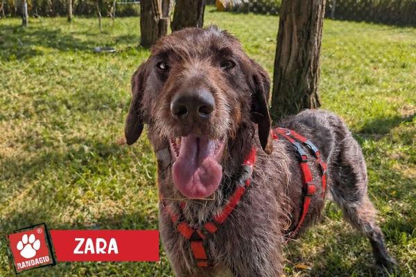 VENDO Cani a Mariano Comense – foto 1
