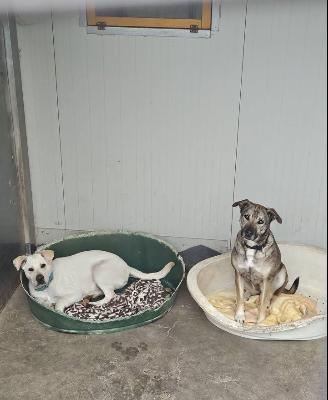 VENDO Cani a Brescia – foto 1