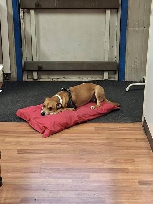 VENDO Cani a Brescia – foto 1
