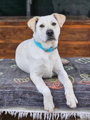 VENDO Cani a Brescia – foto 1