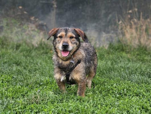 VENDO Cani a Brescia – foto 1