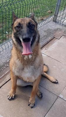 VENDO Cani a Campi Bisenzio – foto 1