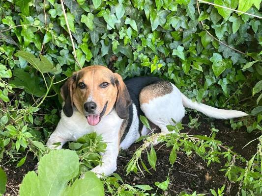 VENDO Cani a Campi Bisenzio – foto 1