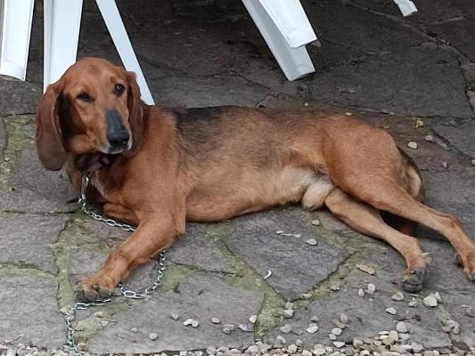 VENDO Cani a Campi Bisenzio – foto 1