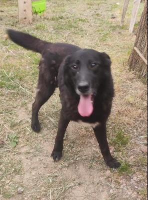 VENDO Cani a Campi Bisenzio – foto 1
