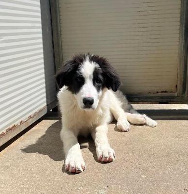 VENDO Cani a Campi Bisenzio – foto 1