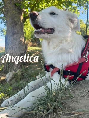 VENDO Cani a Campi Bisenzio – foto 1
