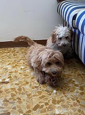 VENDO Cani a Campi Bisenzio – foto 1