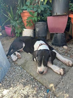 VENDO Cani a Campi Bisenzio – foto 1