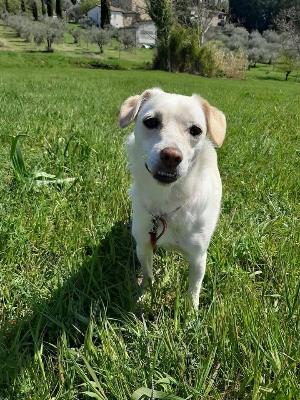 VENDO Cani a Campi Bisenzio – foto 1
