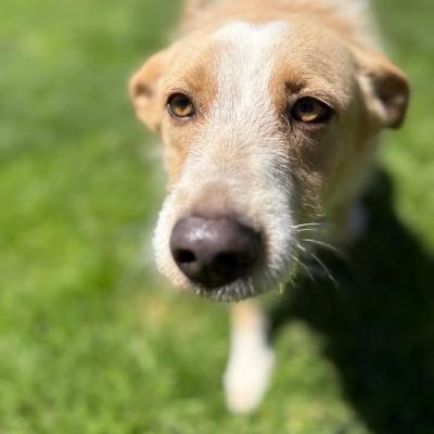 VENDO Cani a Genova – foto 1
