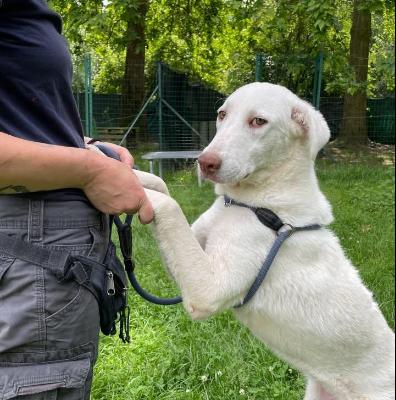 VENDO Cani a Torino – foto 1