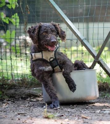 VENDO Cani a Torino – foto 1