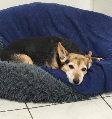 VENDO Cani a Torino – foto 1