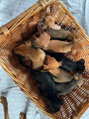 VENDO Cani a Torino – foto 1