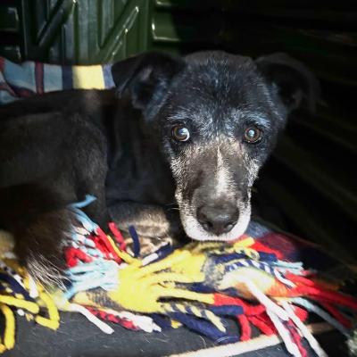 VENDO Cani a Omegna – foto 1