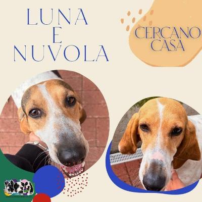 VENDO Cani a Alpignano – foto 1