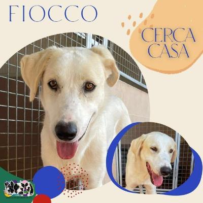 VENDO Cani a Alpignano – foto 1
