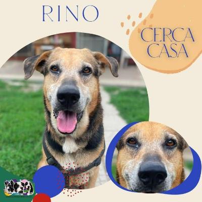 VENDO Cani a Alpignano – foto 1