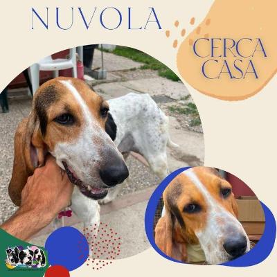 VENDO Cani a Alpignano – foto 1