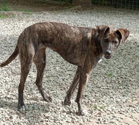 VENDO Cani a Vicoforte – foto 1