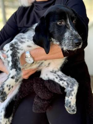 VENDO Cani a Brescia – foto 1