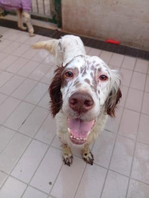 VENDO Cani a Corte Franca – foto 1