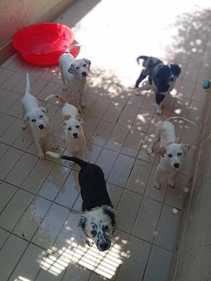 VENDO Cani a Corte Franca – foto 1