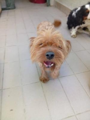 VENDO Cani a Corte Franca – foto 1