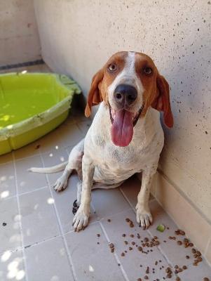 VENDO Cani a Corte Franca – foto 1
