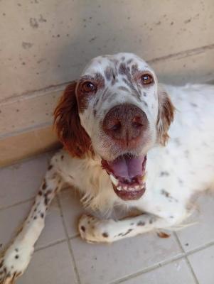 VENDO Cani a Corte Franca – foto 1