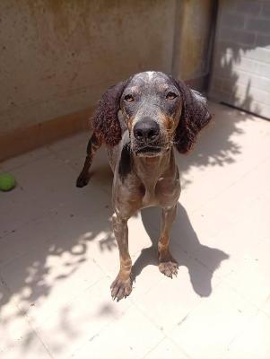 VENDO Cani a Corte Franca – foto 1