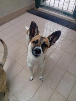 VENDO Cani a Corte Franca – foto 1