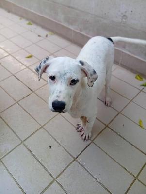 VENDO Cani a Corte Franca – foto 1