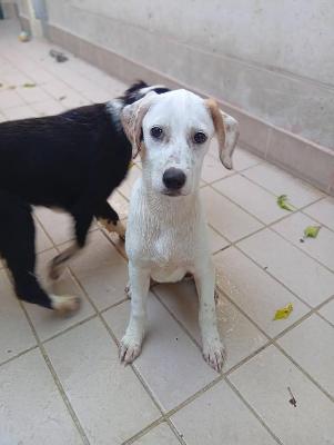 VENDO Cani a Corte Franca – foto 1