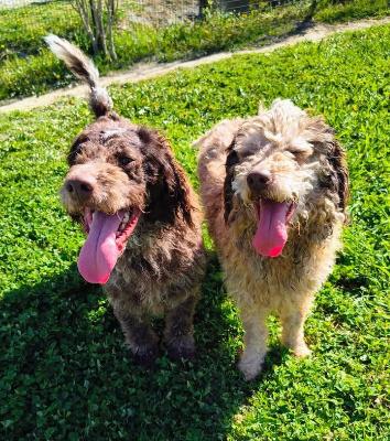 VENDO Cani a Cuneo – foto 1