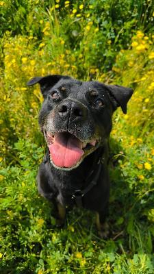 VENDO Cani a Tortona – foto 1