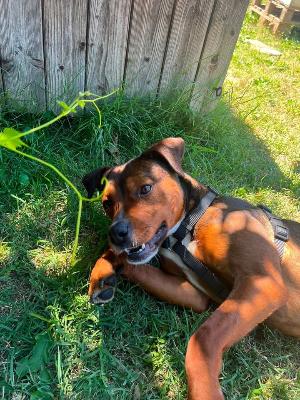VENDO Cani a Tortona – foto 1