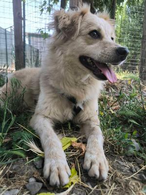 VENDO Cani a Tortona – foto 1