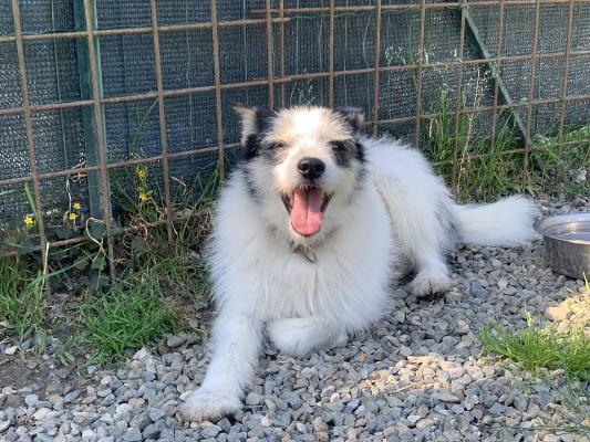 VENDO Cani a Tortona – foto 1