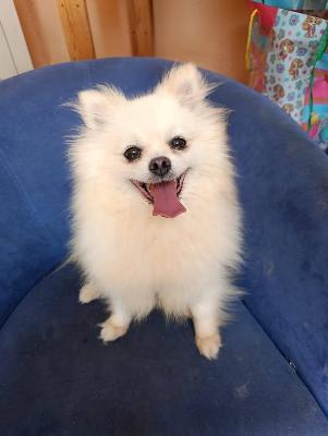 VENDO Cani a Tortona – foto 1