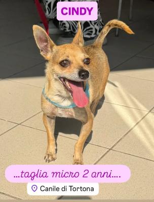 VENDO Cani a Tortona – foto 1
