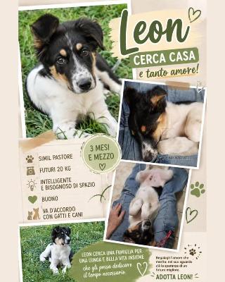 VENDO Cani a Trezzano sul Naviglio – foto 1